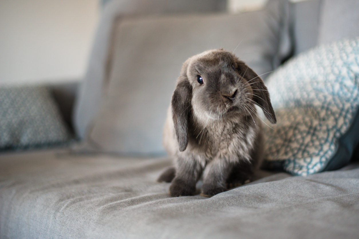 hypoallergenic bunnies