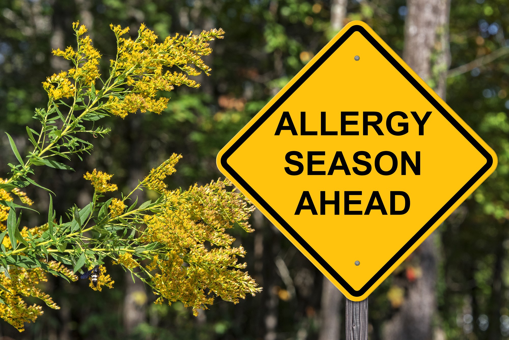 When Is Allergy Season TruSens