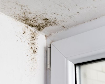 Mildew vs. Mold: What are They and What’s the Difference?